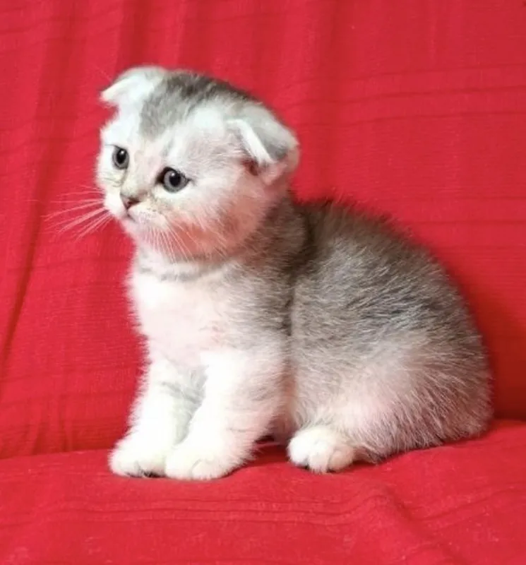 Срочно продаются шотландские котята. — фото 1