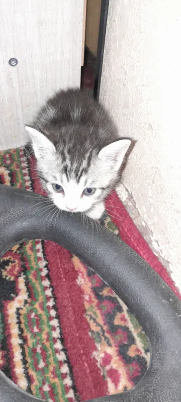 домашние животные 3