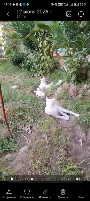 Zoti toza turetskiy angora 2 Zoti toza turetskiy angora 2