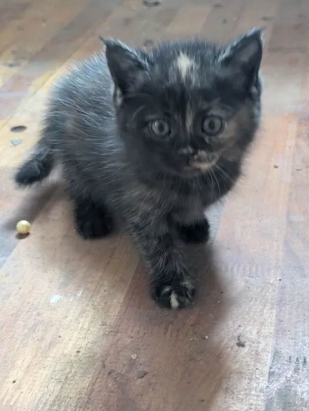 Котята шотландцы Scottish Straight 5 Котята шотландцы Scottish Straight 5