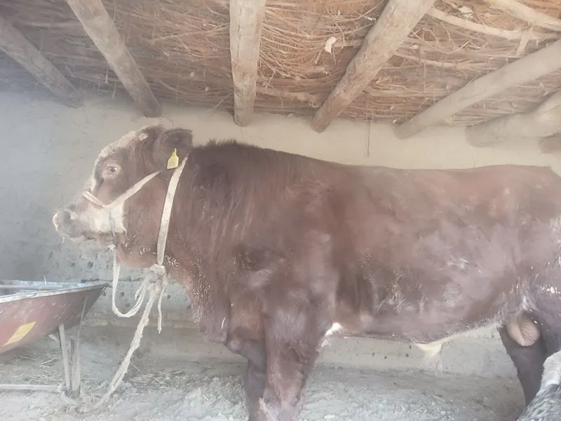 Buqa Grenford va gibrid sotiladi