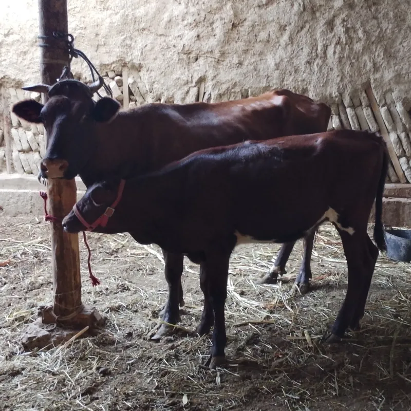Srochniyga ona bola sigir sotiladi kafolati bilan 2