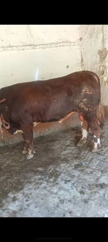 Buqa sotiladi yeb ichishlari zur 2 Buqa sotiladi yeb ichishlari zur 2