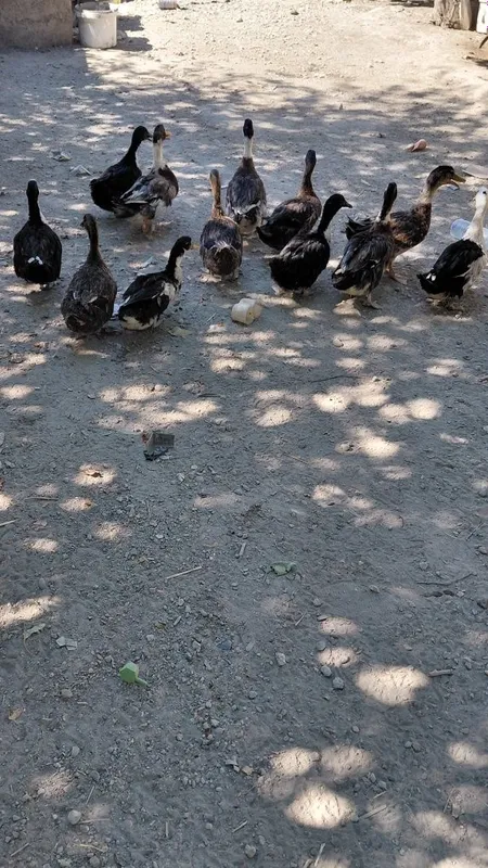 O'rdaklar sotiladi. 4 O'rdaklar sotiladi. 4