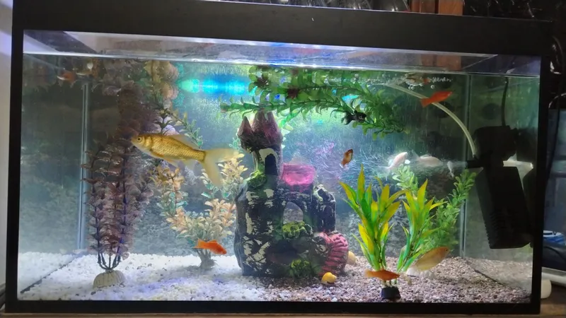 akvarium baliqlari bilan