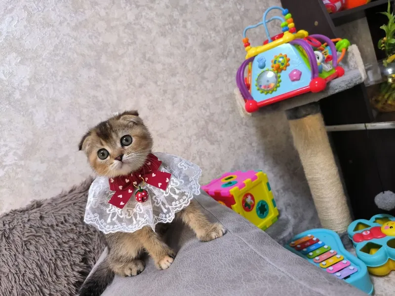 Шикарные котята шиншиллы — фото 1