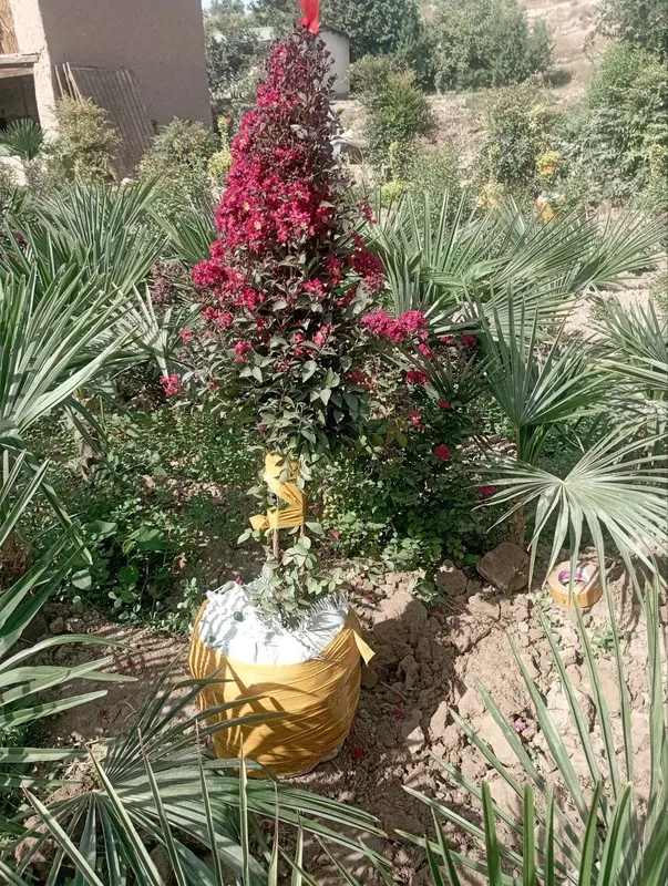 Yashil makon landshaft archalar mevali daraxlar — фото 4