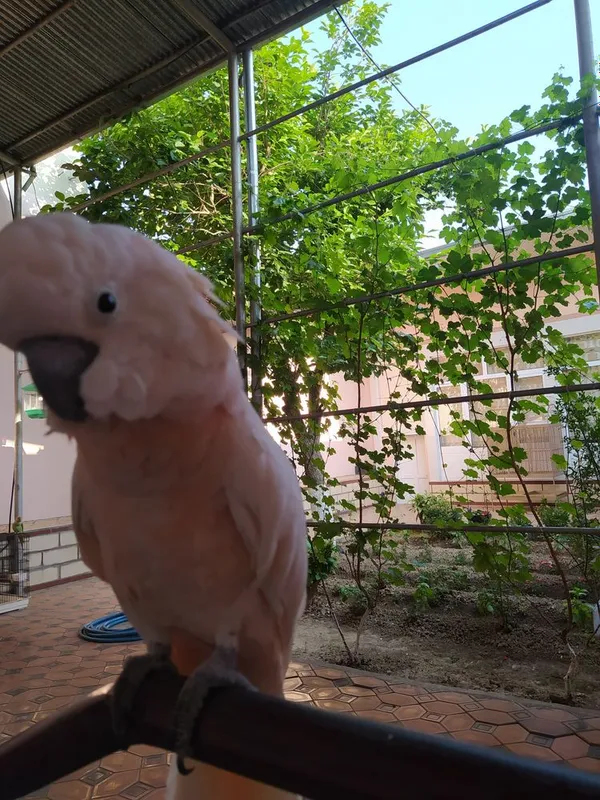 toti qushlar .xarxil turdagi qushlar Jaku.Kakadu Ara