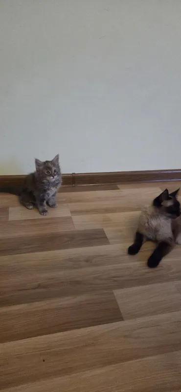 Очаровательные котята — домашние, ласковые и очень игривые. — фото 4