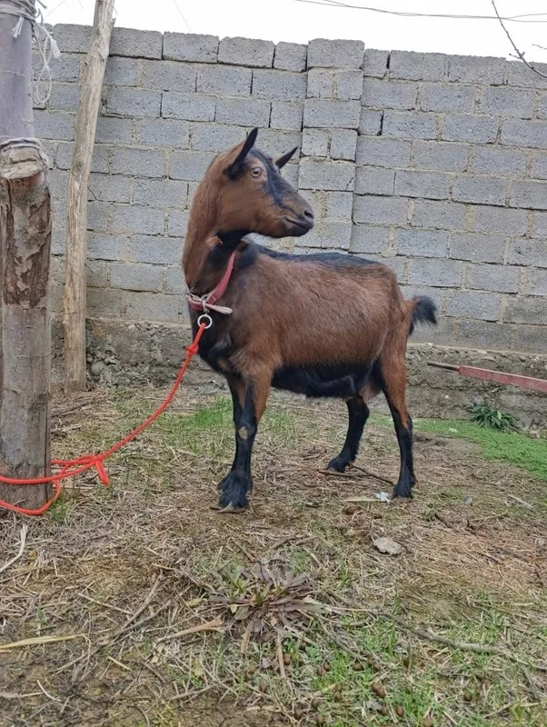 Zotdor echkilar.