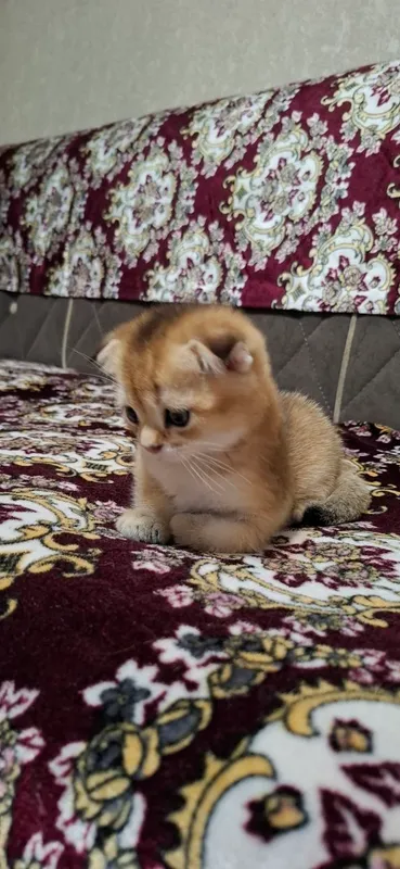 Котята Порода: Скоттиш Фолд — фото 2