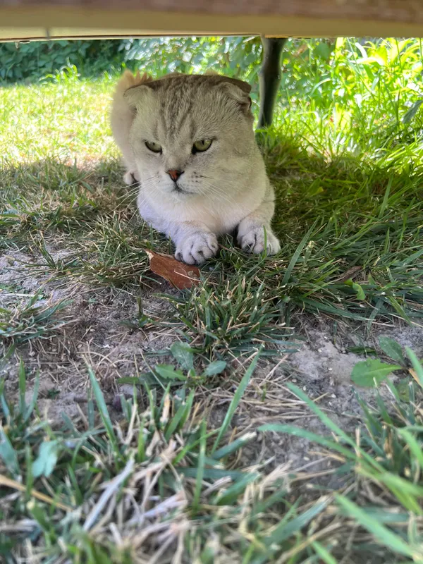 Кот 3 Кот 3
