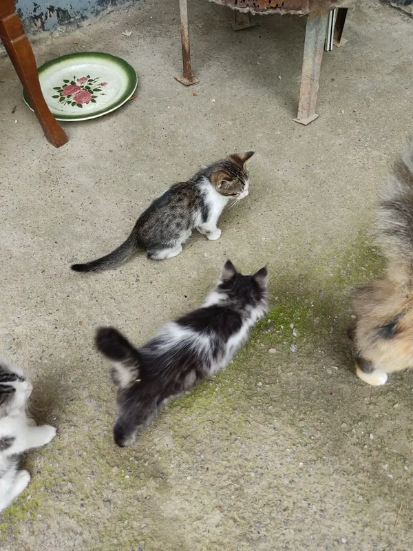 котята два месяца — фото 6