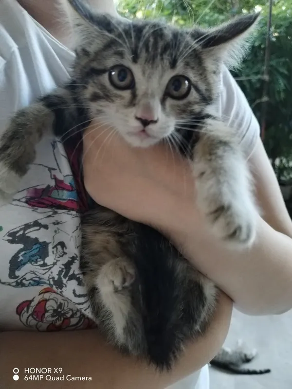 Котята в хорошие руки — фото 1