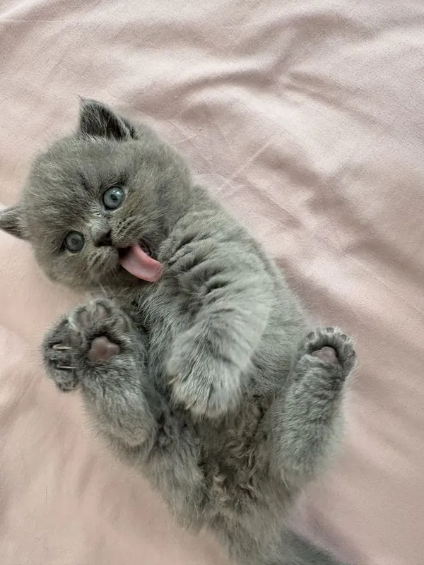 Скоттиш фолд , Скоттиш страйт 3 Скоттиш фолд , Скоттиш страйт 3