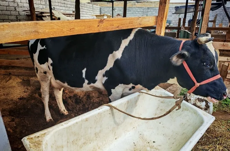 Продаётся корова, отелилась 3 раза 8 Продаётся корова, отелилась 3 раза 8