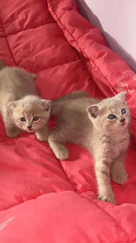 котята/mushukchalar 2
