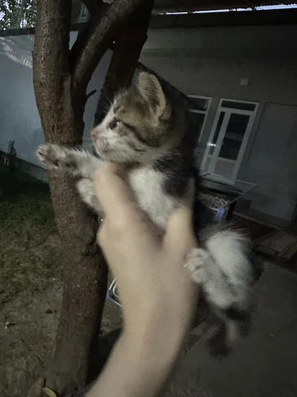 Mushuk bolasi TEKINGA 3 Mushuk bolasi TEKINGA 3
