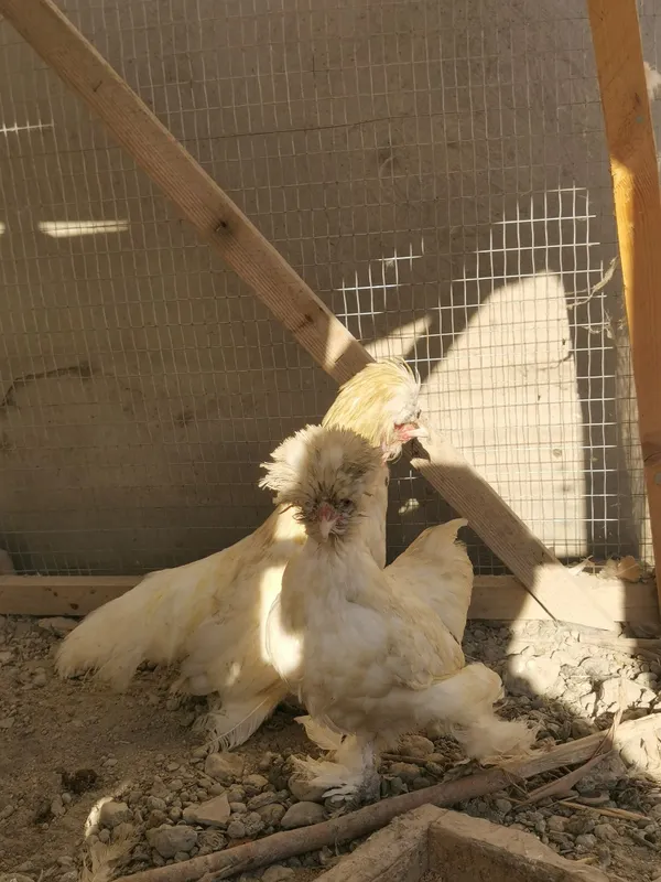 Yaponka xoroz tovuq va jojalari sotiladi. 4 Yaponka xoroz tovuq va jojalari sotiladi. 4