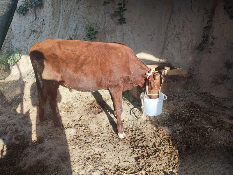 Boqilayotgan xoʻkizlar sotiladi 4 oy boqilgan toʻy uchun sotilyapti 3 Boqilayotgan xoʻkizlar sotiladi 4 oy boqilgan toʻy uchun sotilyapti 3
