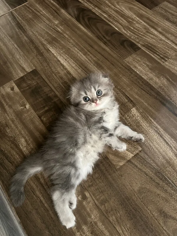 Очаровательные котята 2 Очаровательные котята 2