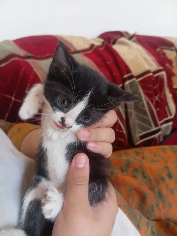 Mushukchalar va onasi mehribon qoʻllarga beriladi. — фото 1