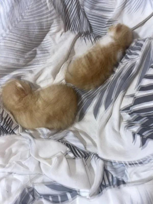 Котят отдам даром 2 Котят отдам даром 2