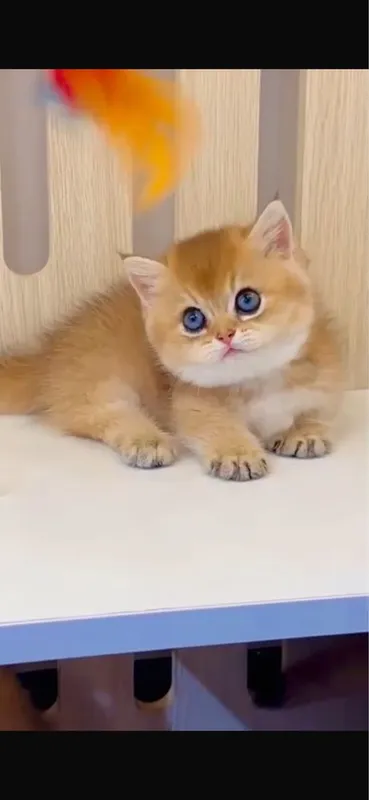 Манчкин Munchkin