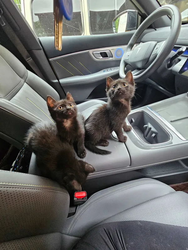 Котята в добрые руки — фото 2