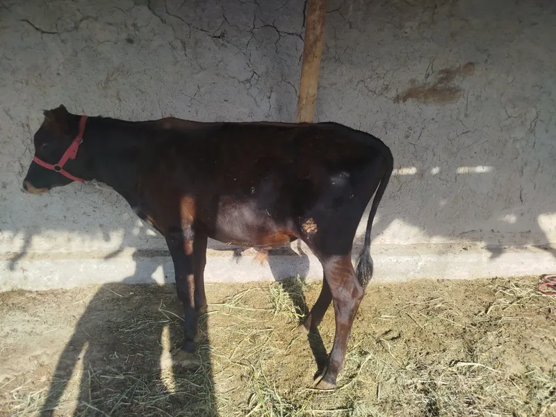 Buqqachalar sotiladi 5 Buqqachalar sotiladi 5