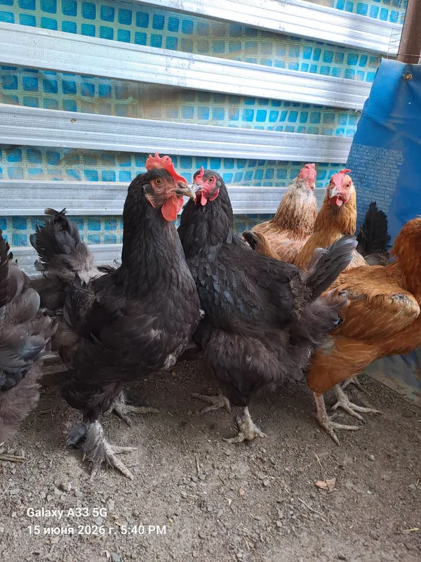 Продам домашних курей 1 Продам домашних курей 1