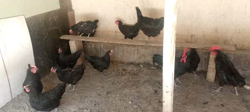 Qora shahzoda oilas