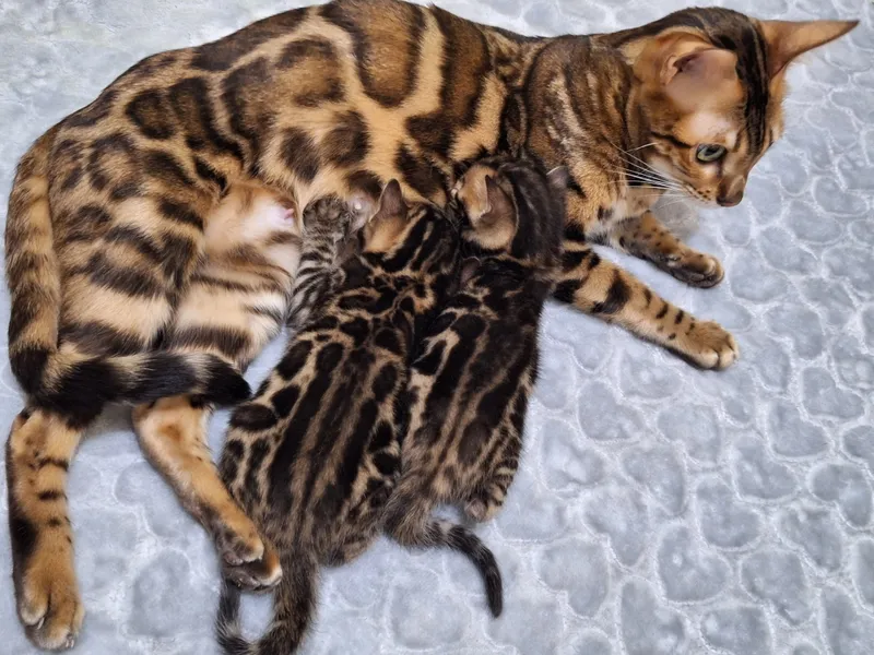 Продаётся бенгальский котят — фото 2