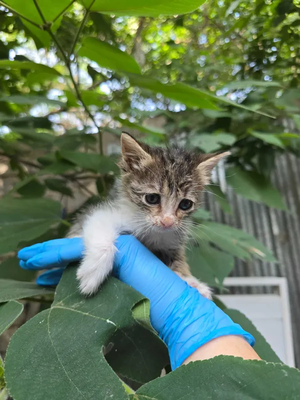 Котята ищут семьи! 7 Котята ищут семьи! 7