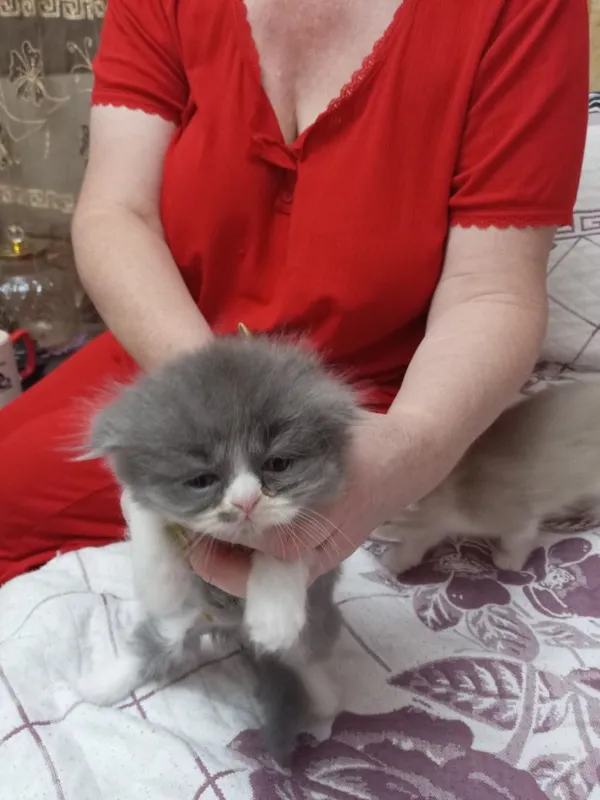 Продаются котята 3 Продаются котята 3