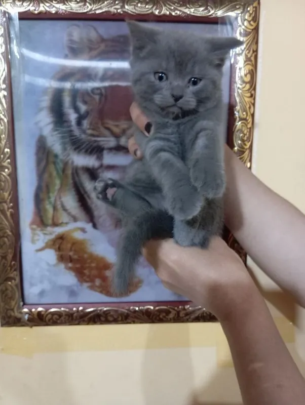 Qattiq sexy liboslardagi qizlarning fotosuratlari Joja uning kokrak uchini tortadi