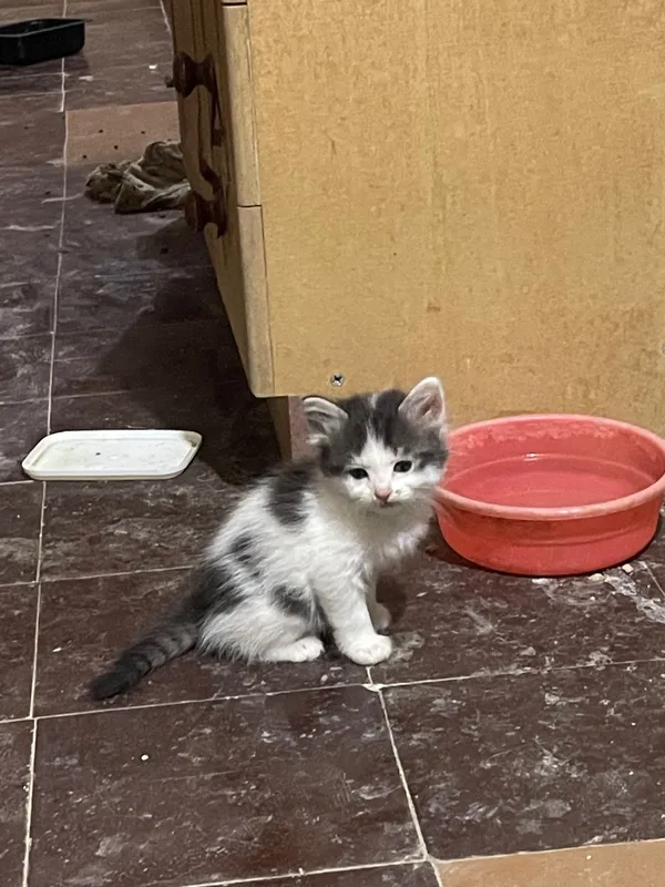 Домашние Котята ищут себе дом — фото 5