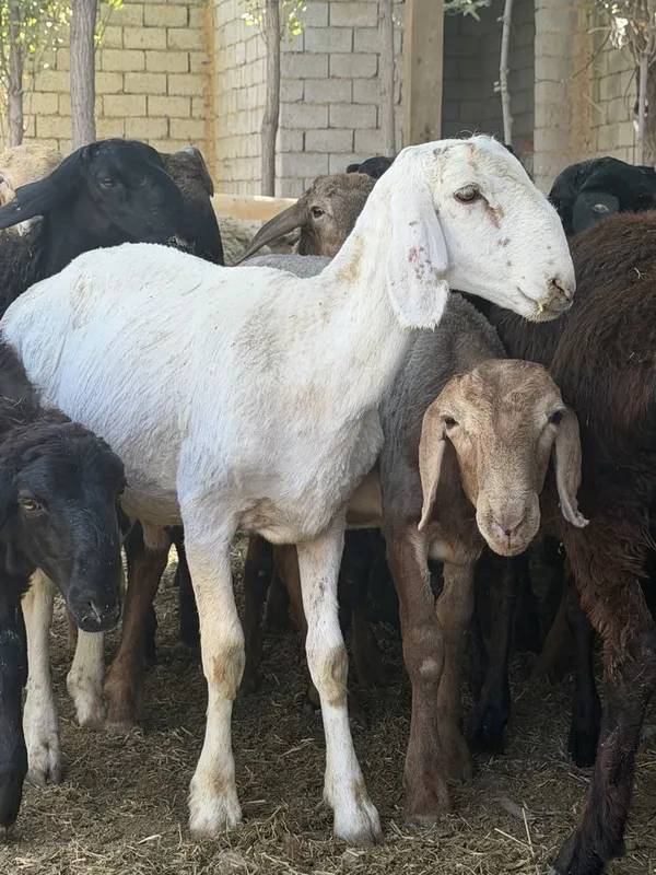 qoyla sotilad son kop narh vopshim arzon ammadan 3 qoyla sotilad son kop narh vopshim arzon ammadan 3