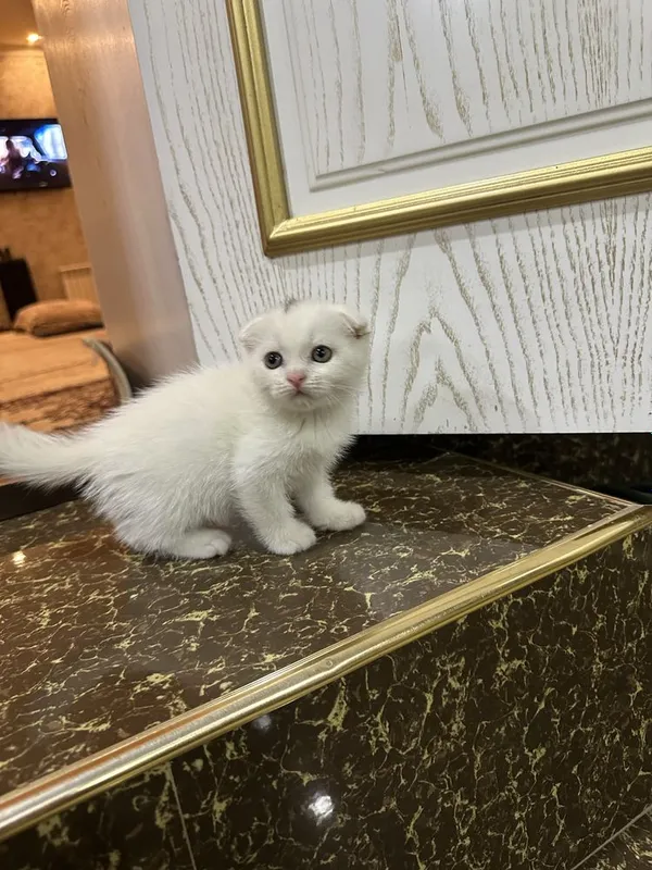 Aqilli uynoqi mehribon mushukchalar 3 Aqilli uynoqi mehribon mushukchalar 3