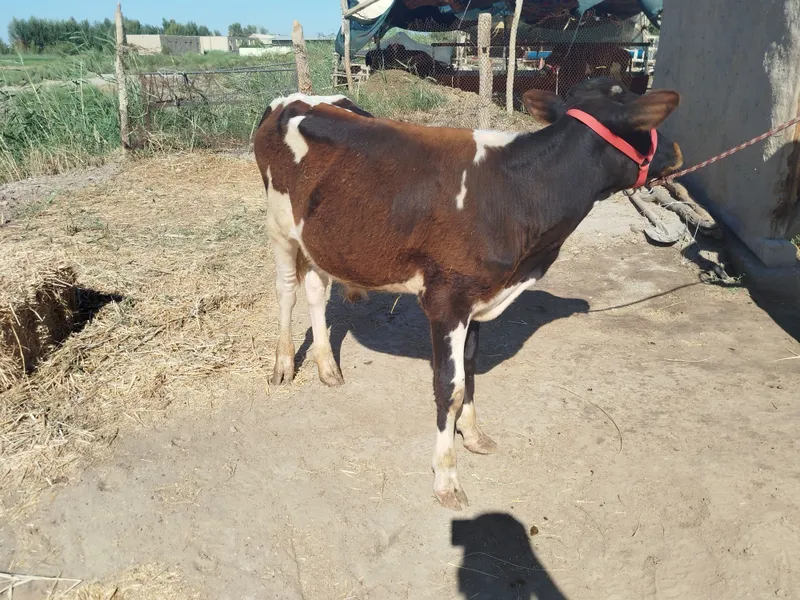 Sifatli buqqachalar sotiladi 3 Sifatli buqqachalar sotiladi 3
