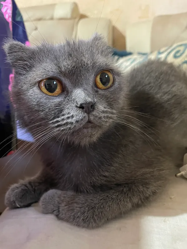 Катёнок 1