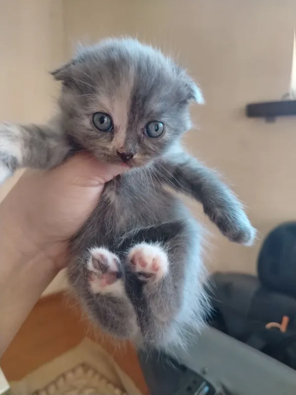 Продаются котята 5