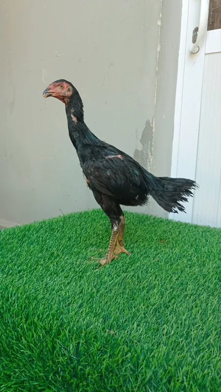 Joja tovuq sotiladi 5