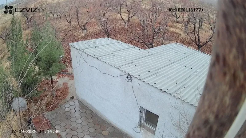 Бог 2гектар Гилос майский