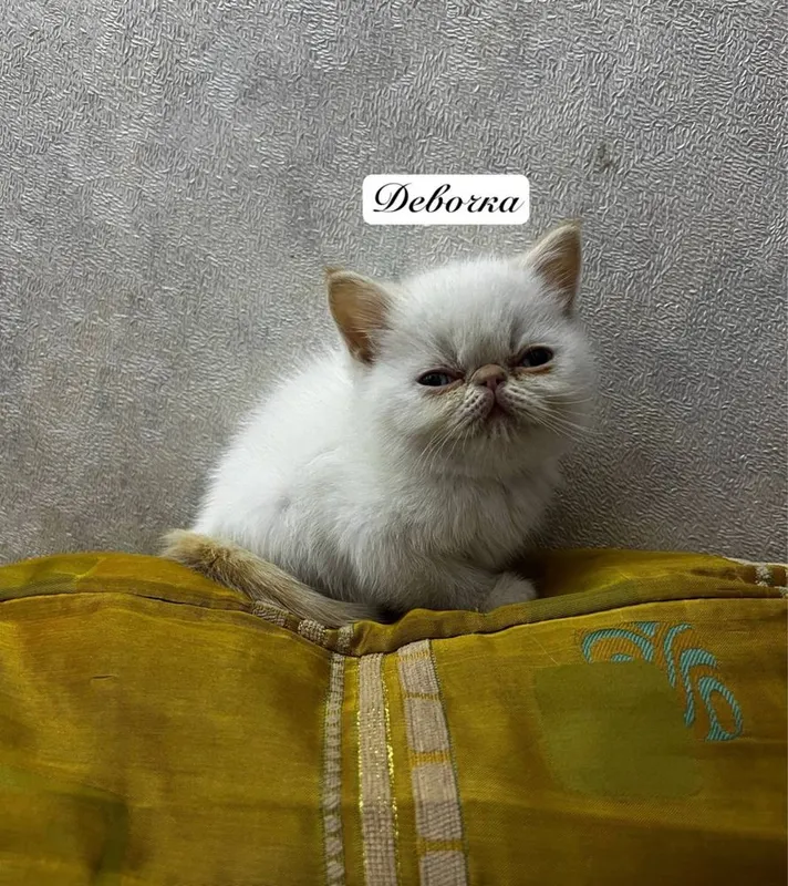 экзотические короткошерстные кошки котята 6 экзотические короткошерстные кошки котята 6