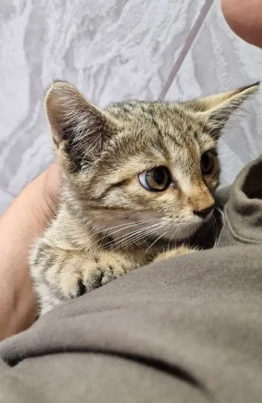 mushukcha Hadiya, кошечка девочка, 2 месяца 1 mushukcha Hadiya, кошечка девочка, 2 месяца 1