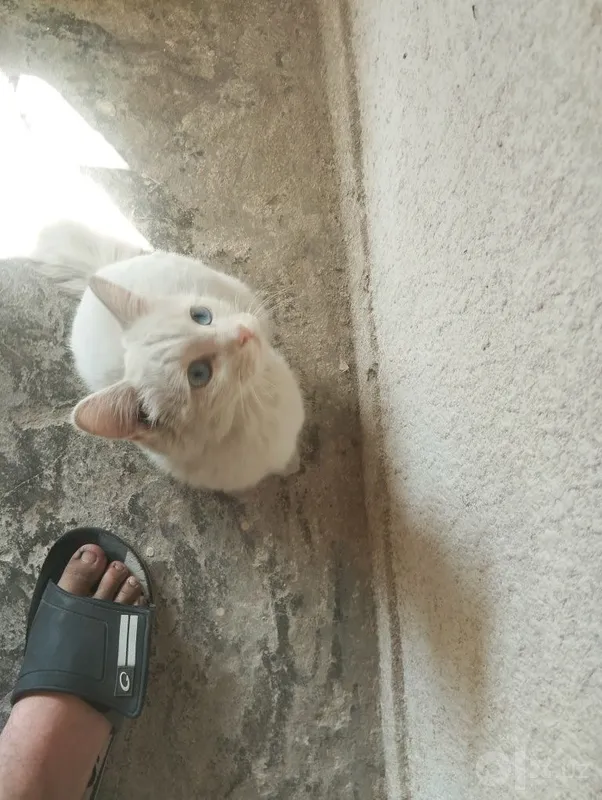 Очень милый котенок 1 Очень милый котенок 1