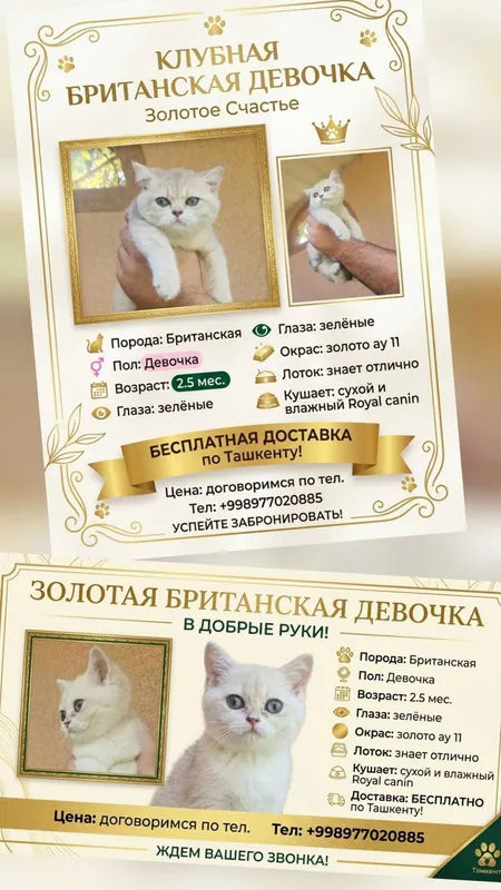 Порода: Британская кошка 4 Порода: Британская кошка 4