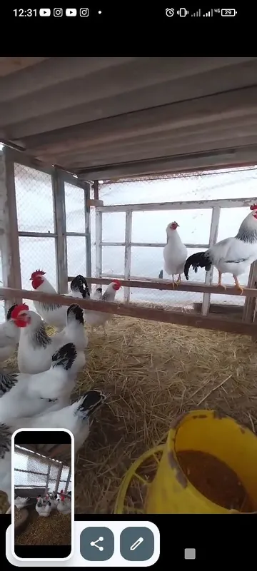 Адлер жужалари сотувда 2