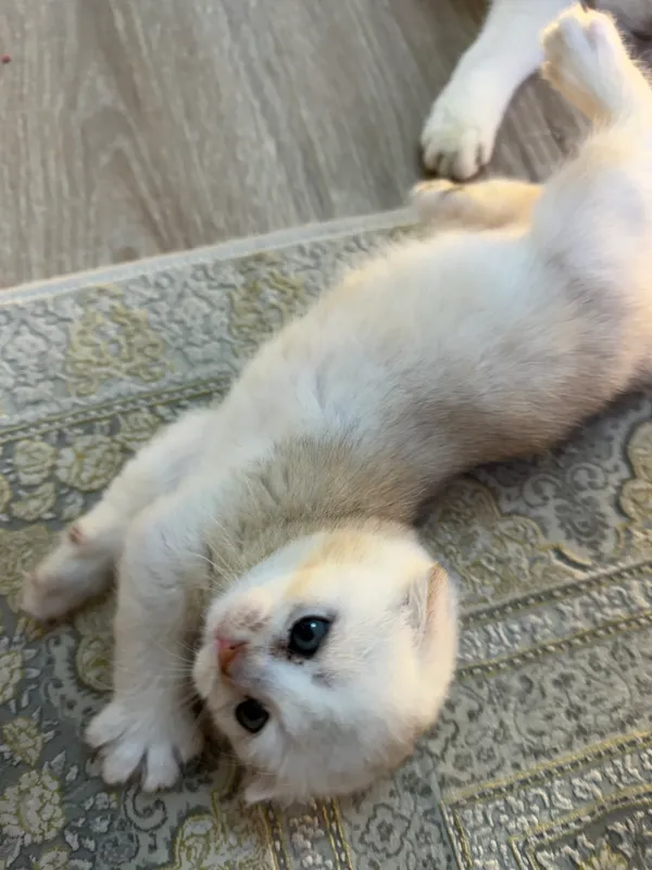 Котята скоттиш фолд и страйт шиншиллы — фото 4